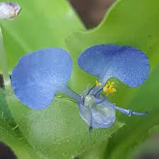 Image result for Commelina