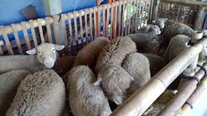 Daftar pelatihan klik di sini. Jual Kambing Boer Dan Domba Merino