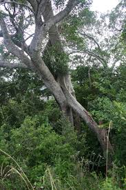 Image result for Ficus obliqua