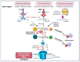 Image result for Complement Pathway