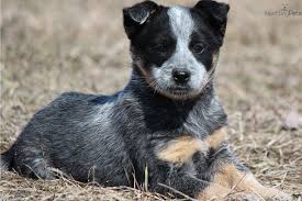 Hallie is three years old. Blue Heeler Puppies For Sale