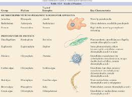 Kingdom Protista Biology Life Science Science