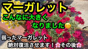 マーガレット 大胆な切り戻し その後 とっても元気に大きくなりました youtube propagation plants