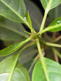 Image result for Sapium