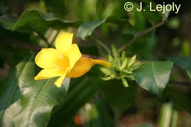 Image result for Landolphia bruneelii