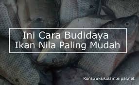 Terdapat beberapa spesies tilapia yang telah digunakan secara meluas bagi tujuan penternakan diseluruh dunia. Ini Dia Cara Budidaya Ikan Nila Paling Mudah 1 Jual Kolam Terpal Bulat Berkualitas Paling Murah