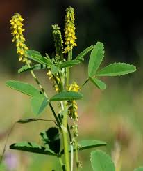 Image result for Melilotus indicus