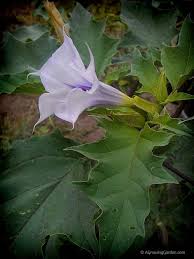 If you bury them too deeply, your germination rates because both types of angel trumpet seeds need light to germinate, put the pots under grow lights both types of angel trumpets are extremely sensitive to frost. Angel S Trumpet Flower Or Devil S Trumpet Flower