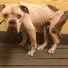 Petharbor Com Animal Shelter Adopt A Pet Dogs Cats Puppies Kittens Humane Society Spca Lost Found Animal Shelter Humane Society Animals