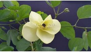 Image result for Bauhinia tomentosa