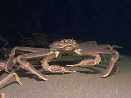 When you are purchasing soft shell crabs, keep the following in mind: Chionoecetes Opilio Wikipedia