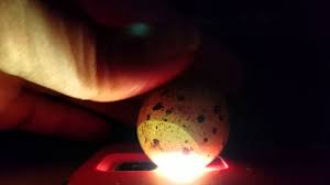 Quail Egg Candling Day 14 Youtube