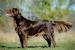 Long Haired Chocolate Lab Puppy