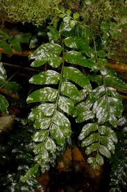 Image result for Asplenium diplazisorum