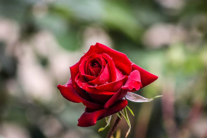 Flores