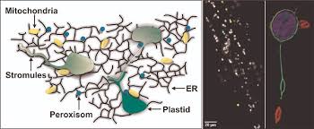 In plants, both roots and shoots grow throughout life. Dynamem Membrane Dynamics Molecular Foundations And Theoretical Descriptions Rhein Main Universitaten