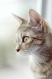 Cat mouth cancer diagnosis your vet will do a thorough physical examination, including an examination of the inside of your cat's mouth. Cancer Squamous Cell Carcinoma In Cats