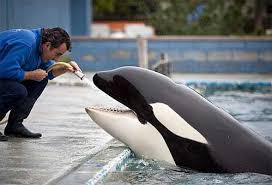 Resultado de imagen de imagenes de loro parque