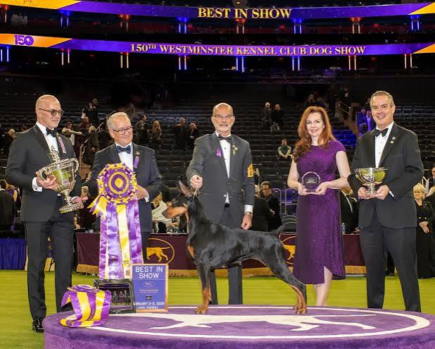 2026 Best in Show - The Westminster Kennel Club