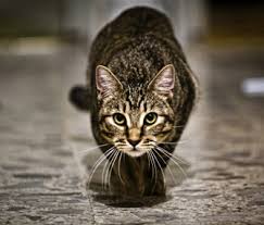 Your cat will probably jump up, feel uncomfortable, and then jump off. Why Does My Cat Pounce On Me