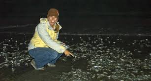 Birch Aquarium At Scripps Institution Of Oceanography 2300 Expedition Way La Jolla Ca 92037 Can T Wait For Tonight S Grunion Run Outdoors Adventure Birch Aquarium San Diego Travel
