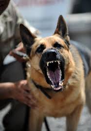 Mailmen are courageous and unstoppable. Can A Dog Bite Land You In Jail Florida Criminal Attorney Rossen Law Firm