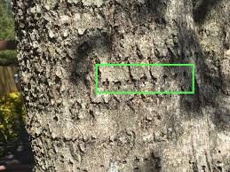 Heavily infested branches should be pruned and destroyed. Plant Health Care Tree Climbers Tree Services