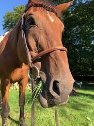 Theme song from the tv horse show mister ed. 17 Days After He Disappeared Still No Sighting Of Leo The Horse Animals Unionleader Com