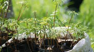 The planted tree doesn't cost you a single cent! Interview Chris Kaiser Bedandtree Com Trips4kids