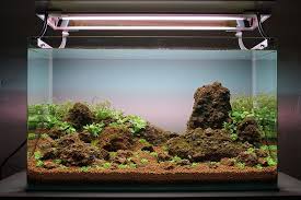 Aquascaping A Planted Aquarium Page 2 Planted Aquarium Aquascape Fish Tank Plants