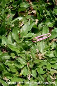 Image result for Axonopus