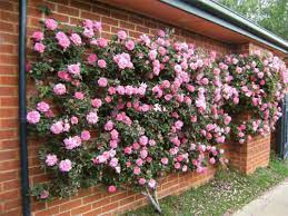 The Climbing Rose Zephirine Drouhin Climbing Roses Backyard Flowers Beds Planting Flowers