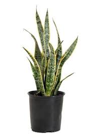 Please inform olive tree mobile homes in advance of your expected arrival time. 11 Best Indoor Trees To Buy Online Easy Small Trees For Sale