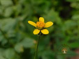 Image result for Bidens biternata