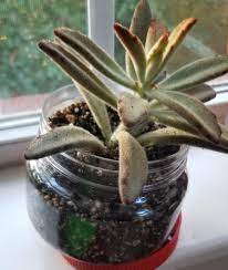 Like i said, i find that many commercial succulent soil mixes aren't coarse so, over the years i've played around with making my own succulent mix, until i figured out an easy * my recipe for diy cactus soil mix is very similar, and it's easy to modify this recipe to make. Help Cactus Soil Isn T Drying Out In This Container Don T Know Why Succulents
