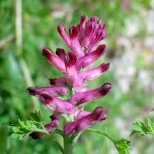 Image result for Fumaria