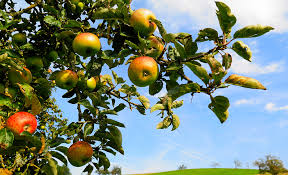 Und wie wird der obstbaumschnitt durchgeführt? Obstbaumschnitt Selbst De