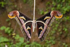 Image result for Trichocladus ellipticus