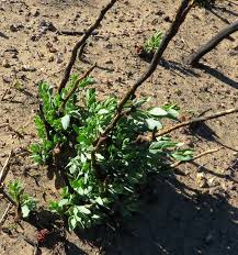 Image result for Montiniaceae