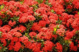 Image result for Ixora nana
