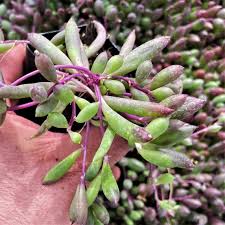 Image result for Senecio purpureus