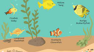 We did not find results for: Awesome Beginner Fish For A Saltwater Aquarium