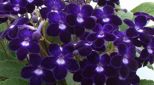 Image result for Streptocarpus kamerunensis