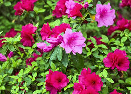 Fast growing flowering shrubs florida. Best Plants To Grow For Privacy In Florida 20 Easy To Grow Privacy Plants