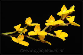 Image result for Disa stairsii