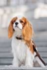 The 10 Best Dogs for Kids and Families | PetMD