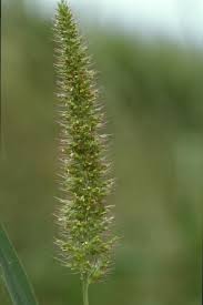 Image result for Setaria verticillata
