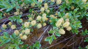 Image result for venturia saliciperda willow tree
