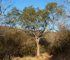 Image result for Balanites maughamii