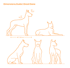 Great Dane Dimensions Drawings Dimensions Guide